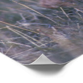 Poster Tétras des prairies, Tympanuchus (Coin)