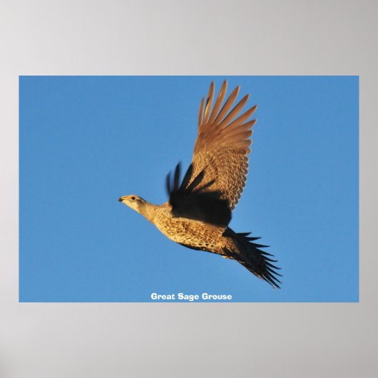 Poster Tétras sagebrush (Devant)
