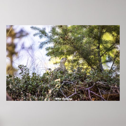 Poster Tétras sauvage (Devant)