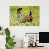 Poster Tétras sauvage (Bureau à domicile)