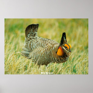 Poster Tétras sauvage