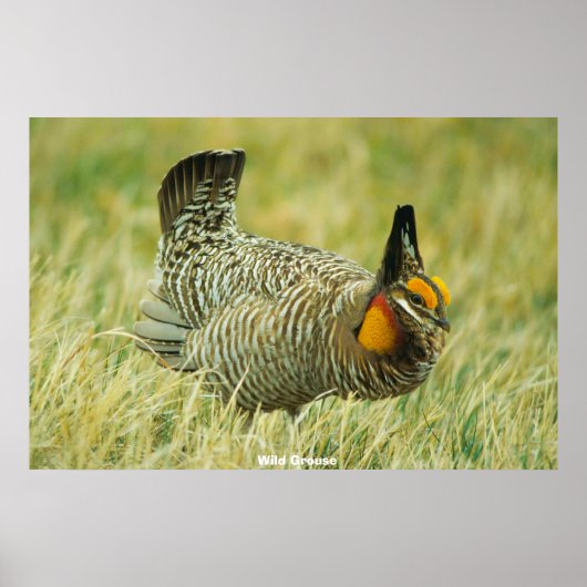 Poster Tétras sauvage (Devant)