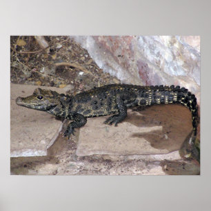 Poster Tetraspis nains d'Afrique occidentale de Croc -