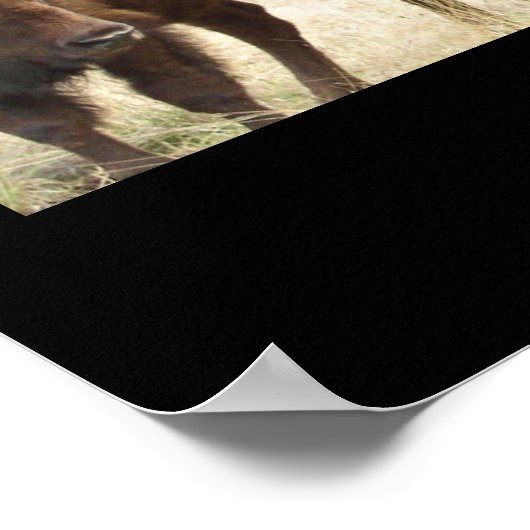 Poster Texas Bison (Coin)