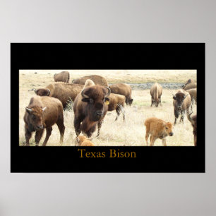 Poster Texas Bison