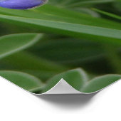 Poster Texas Bluebonnet (Coin)