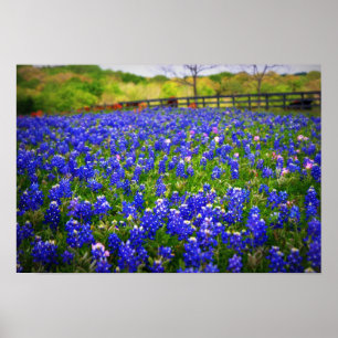 Poster Texas Bluebonnet