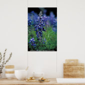 Poster / Texas Bluebonnet (Cuisine)