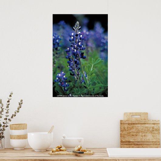 Poster / Texas Bluebonnet (Cuisine)