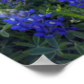 POSTER TEXAS BLUEBONNETS (Coin)