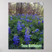 POSTER TEXAS BLUEBONNETS (Devant)