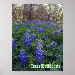 POSTER TEXAS BLUEBONNETS