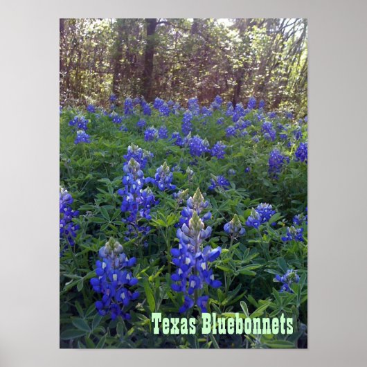 POSTER TEXAS BLUEBONNETS (Devant)