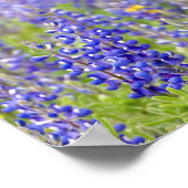 Poster Texas Bluebonnets, comté de Nacogdoches (Coin)