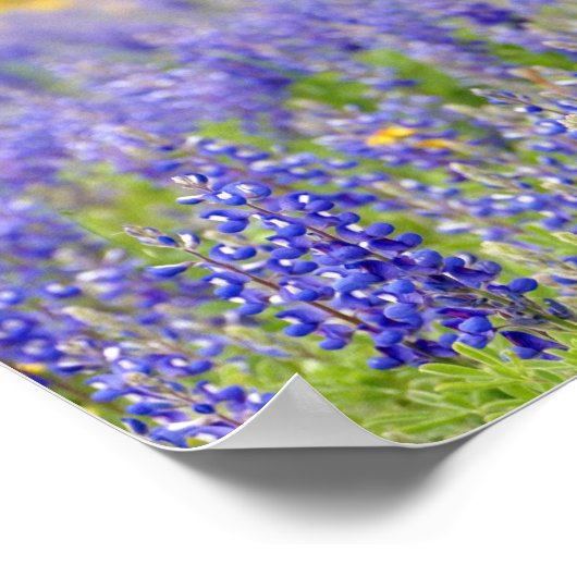 Poster Texas Bluebonnets, comté de Nacogdoches (Coin)