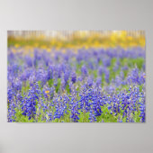 Poster Texas Bluebonnets, comté de Nacogdoches (Devant)