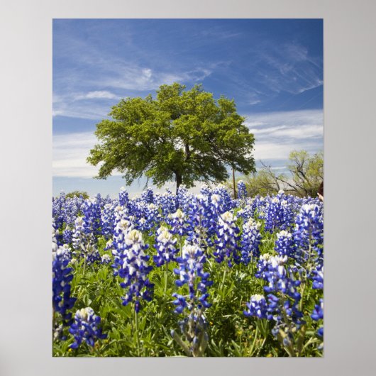 Poster Texas bluebonnets (lupinus texensis) et chêne (Devant)