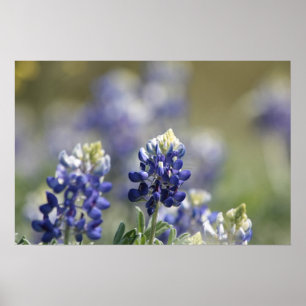 Poster Texas Bluebonnets série photo #7