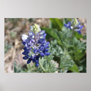 Poster Texas Bluebonnets série photo #8