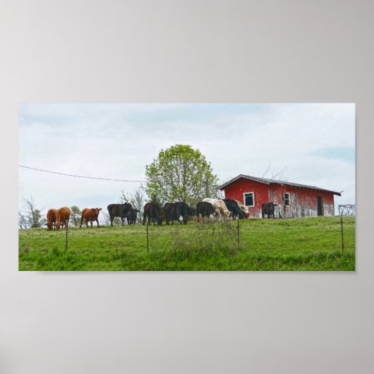 Poster Texas Cattle et Old Red Grange (Devant)