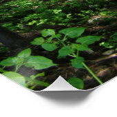 Poster Texas Cypress Creek Wimberley (Coin)