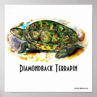 Poster Texas-Diamondback-Terrapin uit Junglewalk
