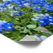 Poster Texas Hill Country Bluebonnets/Cactus Art (Coin)