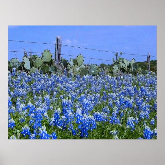 Poster Texas Hill Country Bluebonnets/Cactus Art (Devant)