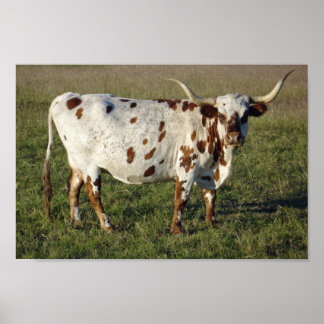Poster Texas Longhorn