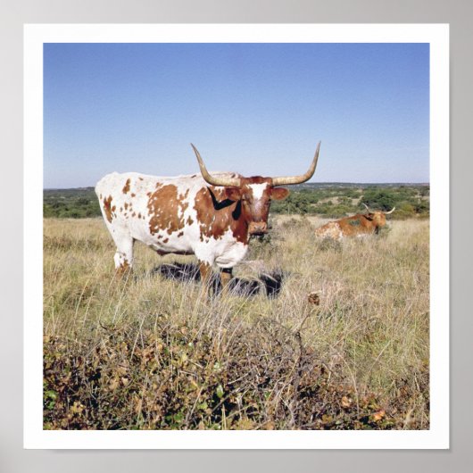 Poster Texas Longhorn Breed (photo) (Devant)