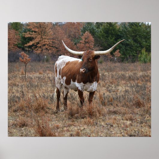 Poster Texas Longhorn Cow in Fall Meadow Farm Style Art (Devant)