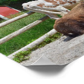 Poster Texas Longhorn et American Bison (Coin)