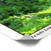 Poster Texas Longhorn Steer (Coin)