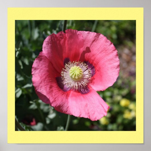 Poster Texas Pink Skullcap Imprimer II (Devant)