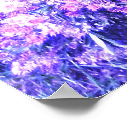 POSTER TEXAS SAGE (Coin)