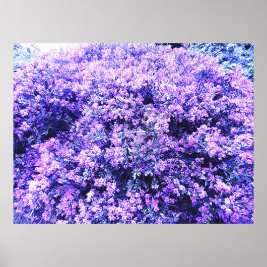 POSTER TEXAS SAGE  (Devant)