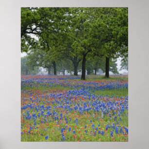 Poster Texas, Texas Hill Country, Texas Paintbrush et