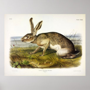 Poster Texian Hare, Black-tailed Jack Rabbit by Audubon