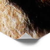 Poster Texture de la peau d'animal nature, peau, motif, a (Coin)