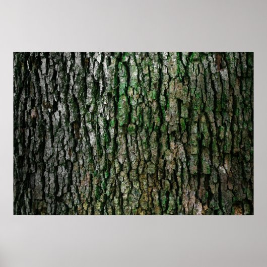 Poster texture d'écorce d'arbre (Devant)