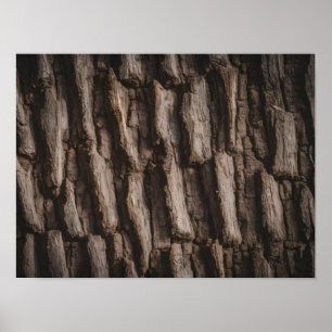 Poster Texture d'écorce d'arbre naturel non traité