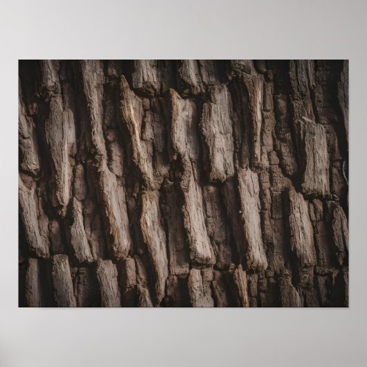 Poster Texture d'écorce d'arbre naturel non traité (Devant)