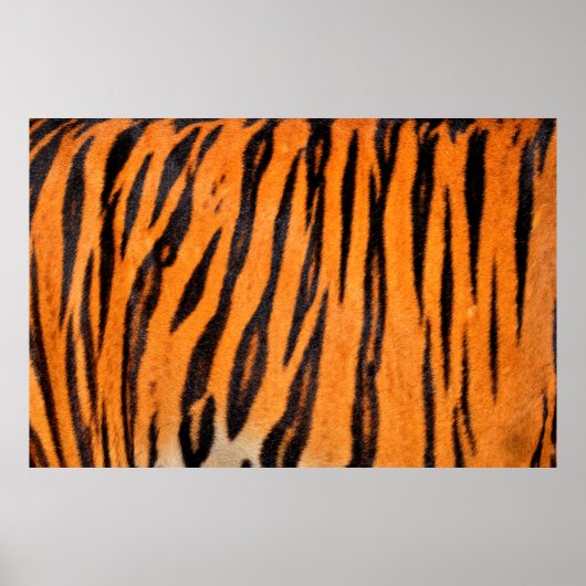 Poster Texture d'impression de tigre (Devant)