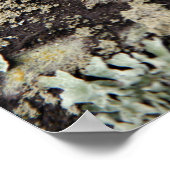 Poster Texture et motif de lichens sur le tronc d'arbre (Coin)