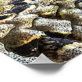 Poster Texture Motif de la peau de serpent (Coin)