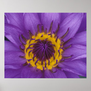 Poster Thaïlande, Bangkok, Lotus jaune et violet