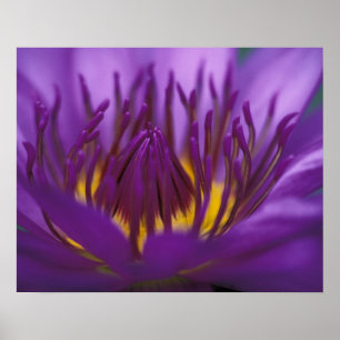 Poster Thaïlande, Bangkok, Lotus pourpre et jaune 2