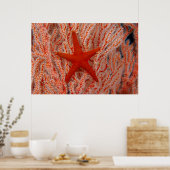 Poster Thaïlande, étoile de mer aka starfish (Cuisine)