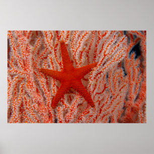 Poster Thaïlande, étoile de mer aka starfish