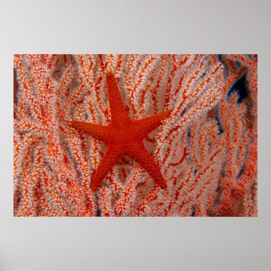 Poster Thaïlande, étoile de mer aka starfish (Devant)